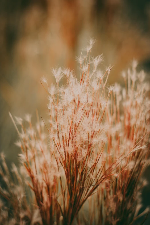 small blurry plant with lots of pink flowers