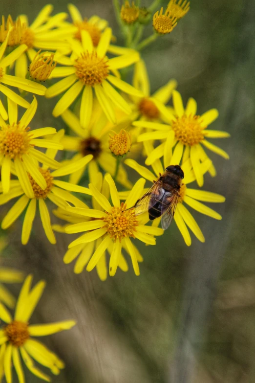 a bee sitting on a yellow flower in front of other flowers