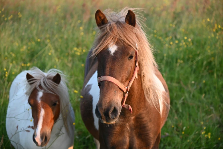 two brown horses standing on top of grass