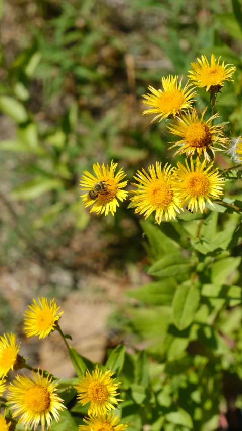 yellow flowers in front of some plants with leaves