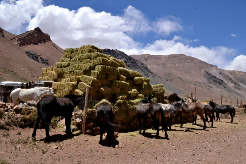 a group of animals are eating hay on the mountains