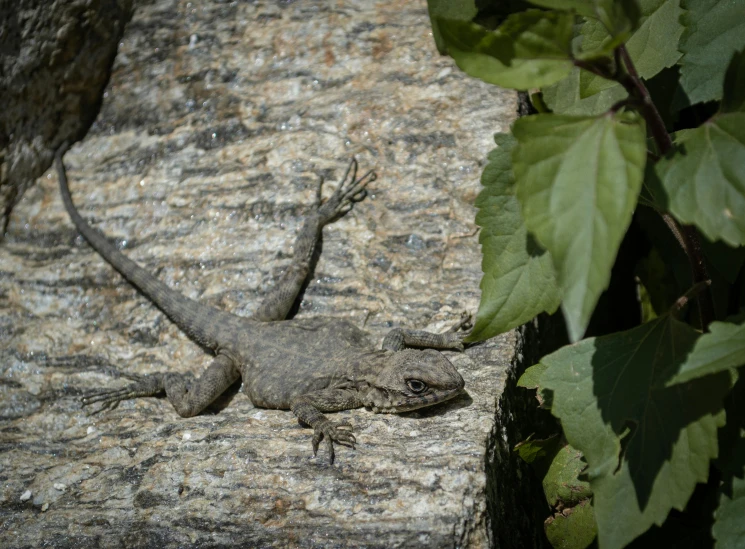 an animal that is sitting on a stone wall