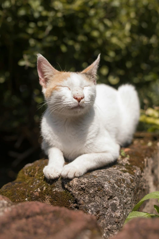 the cat is relaxing on the rock