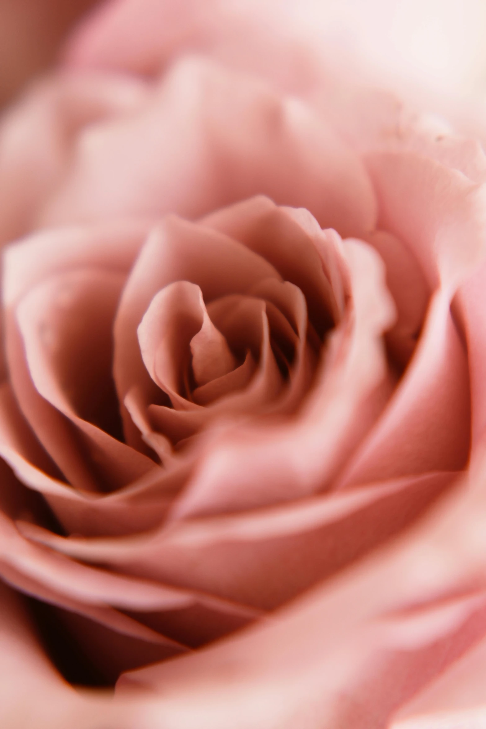 a flower has pink petals with pink petals on it