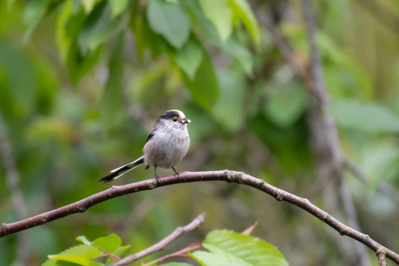 a little bird sitting on top of a tree nch