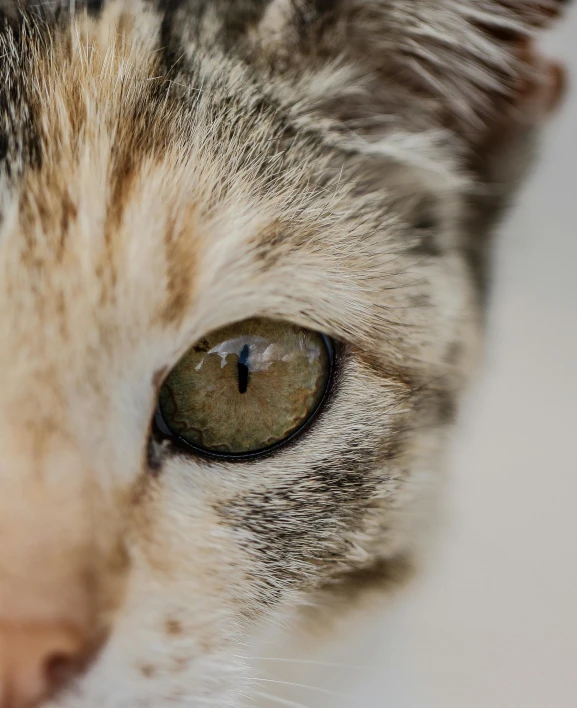 a close up of a grey cat's eyes