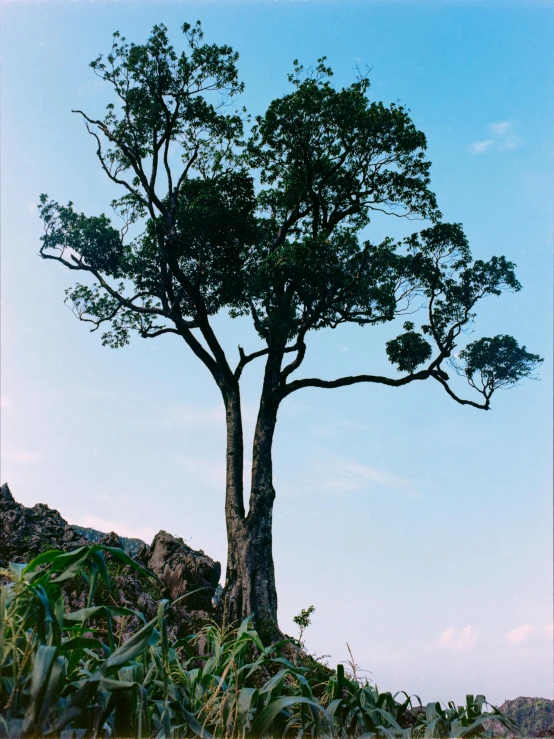 a small tree is on top of a hill