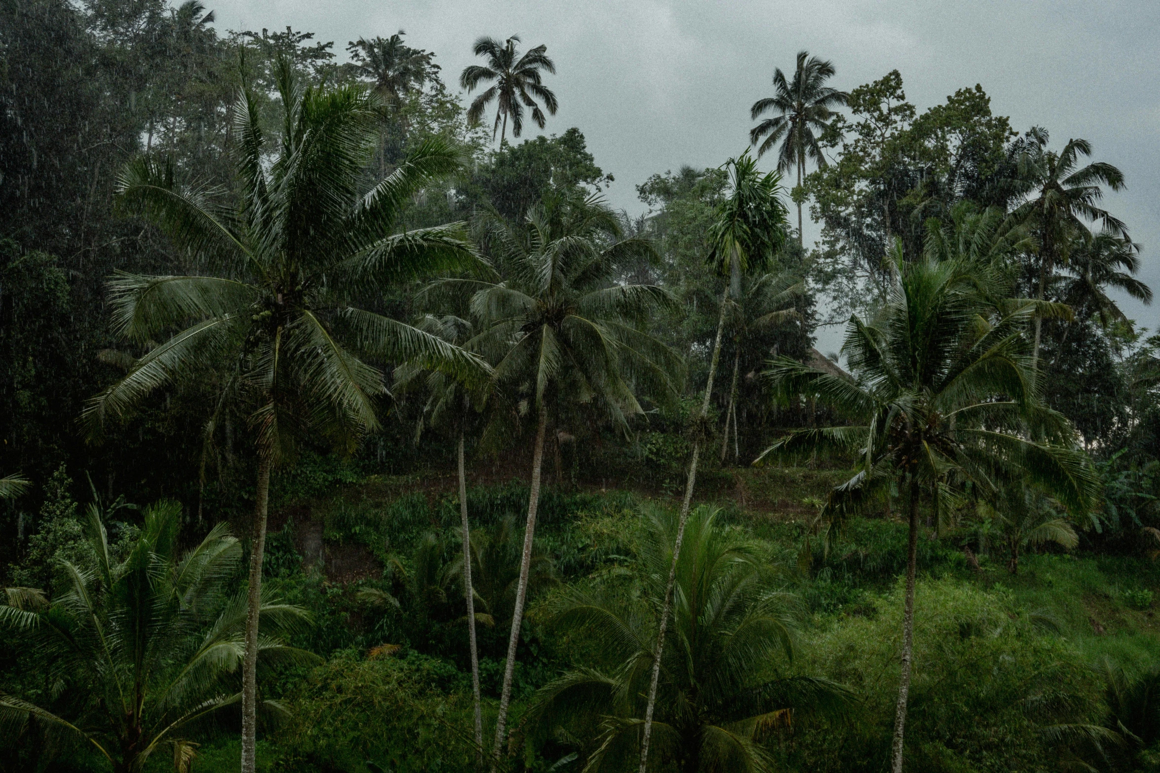 the rain fell down on a jungle with palm trees