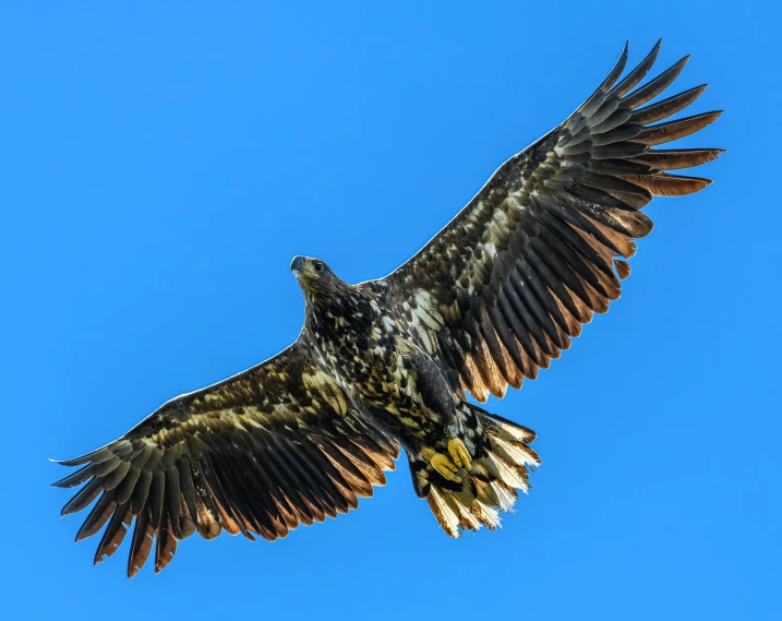 a bird flying in the air with wings spread