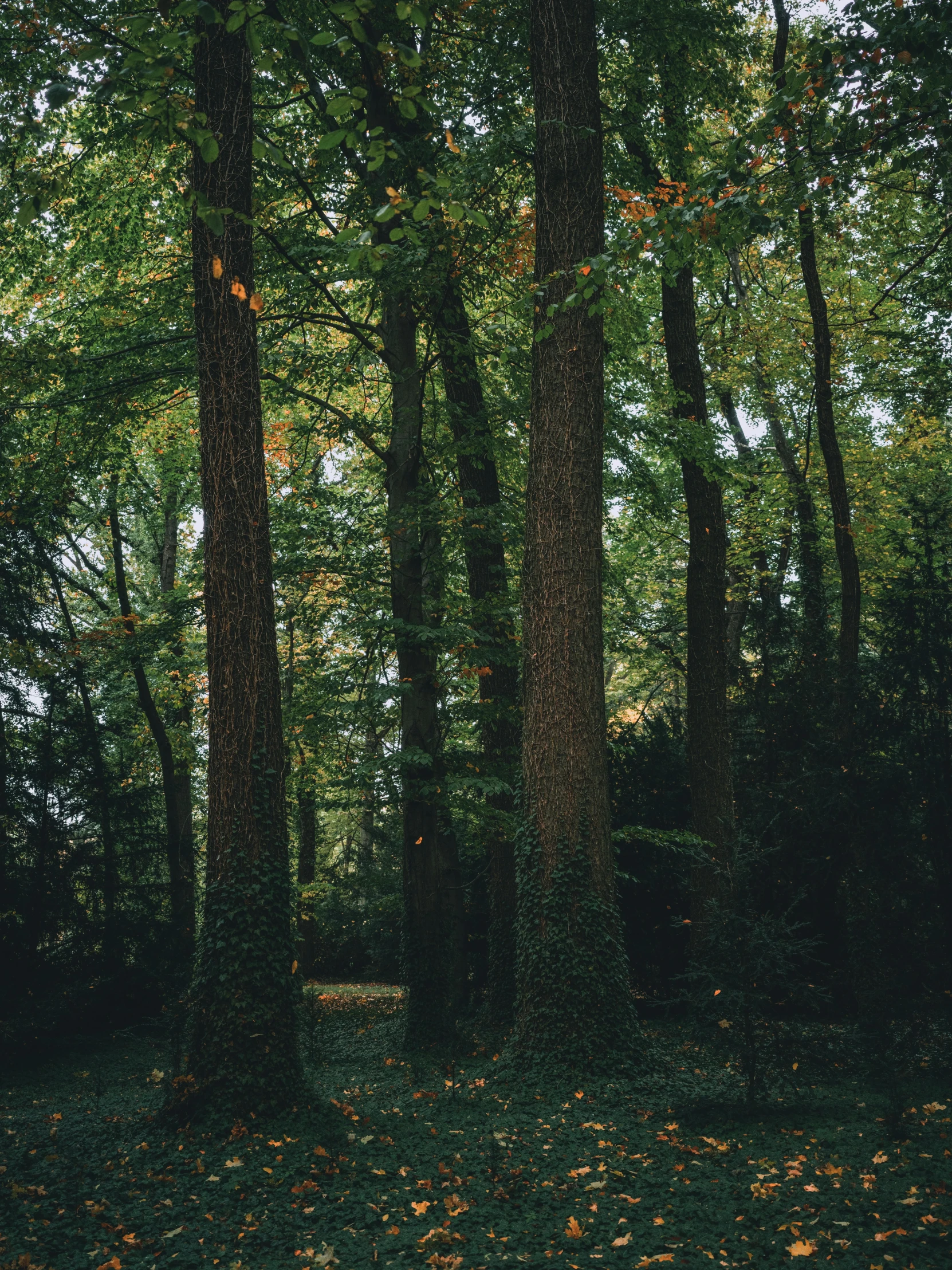 some trees are covered with leaves and are in the fall