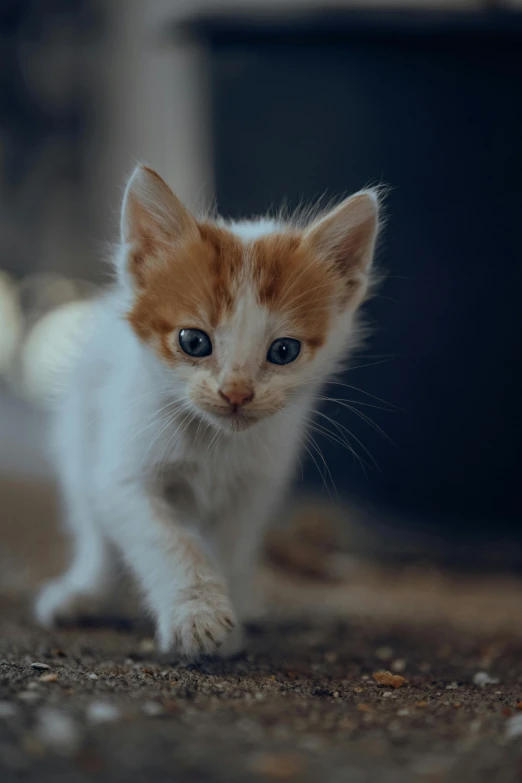 a small kitten running across a wood floor