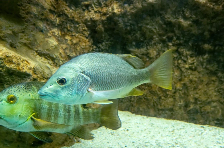 two fish swimming together in the water