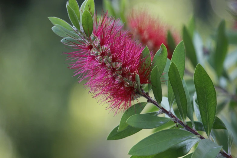 an image of a flower on the nch