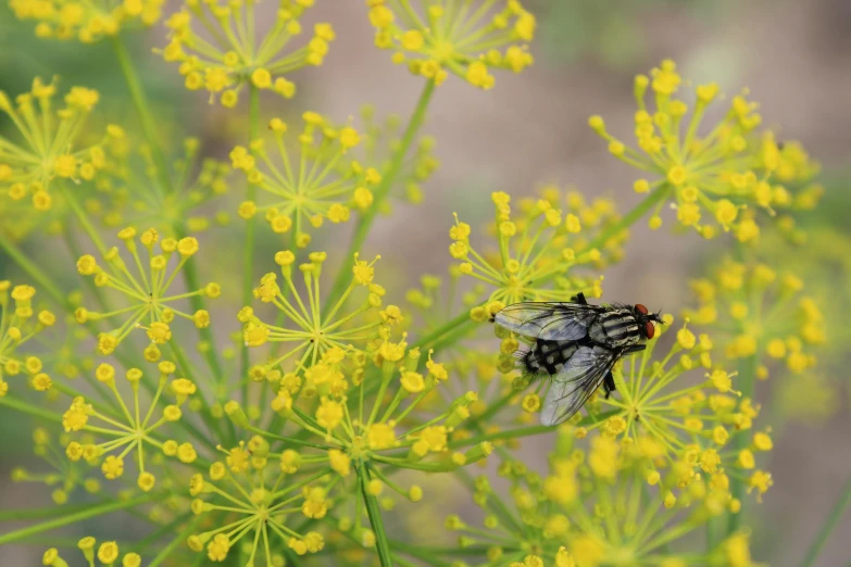 an flies landing on yellow flowers with small buds