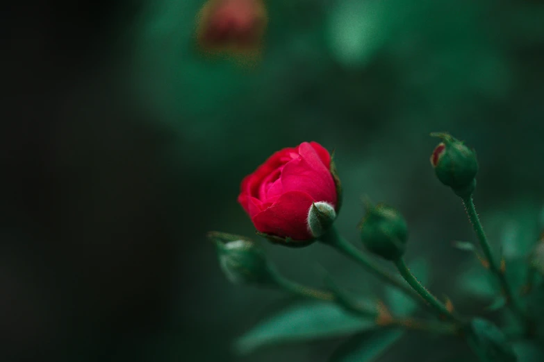 a red flower in front of green foliage