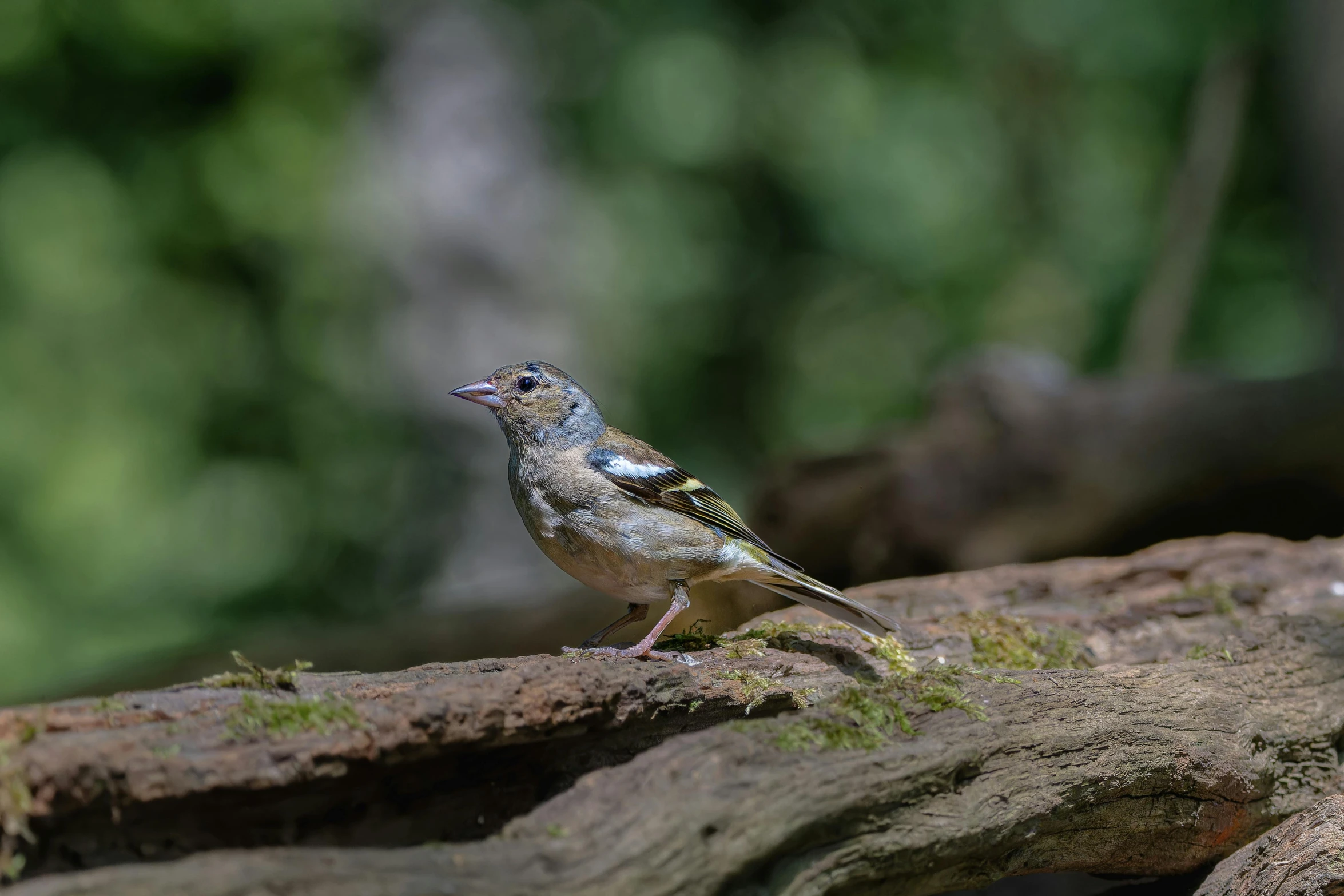 a close up view of a bird perched on a nch