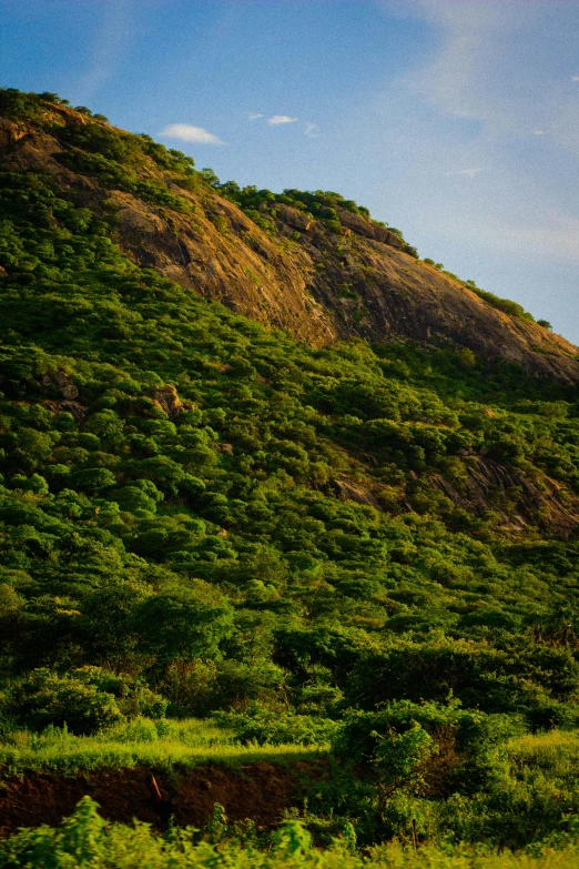 a small group of animals walking up and down a hill