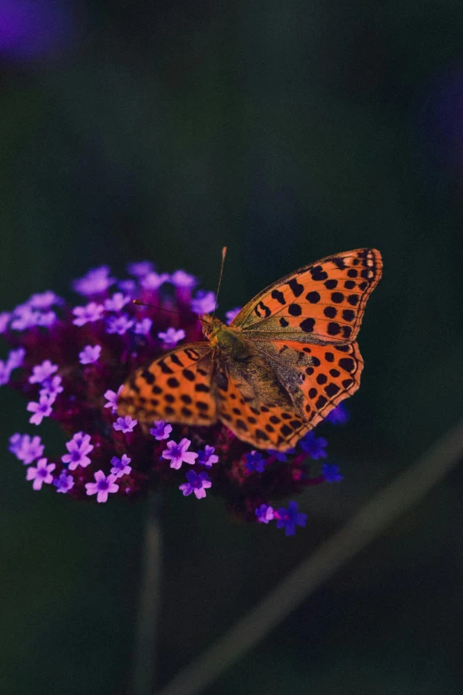 a small orange erfly on top of purple flowers