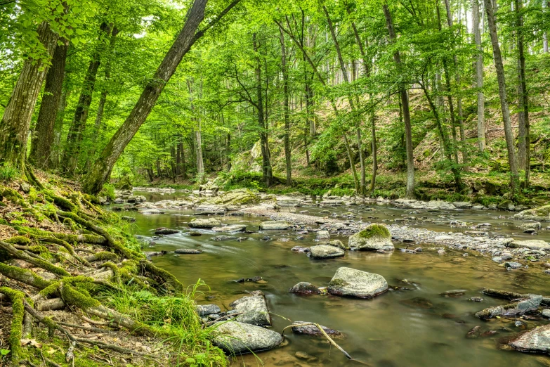 a creek surrounded by trees and rocks