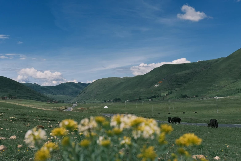 some cattle in a large field with mountains behind