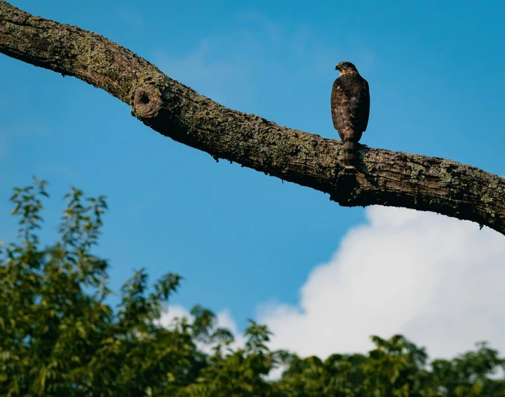 a hawk sits on the nch of a large tree