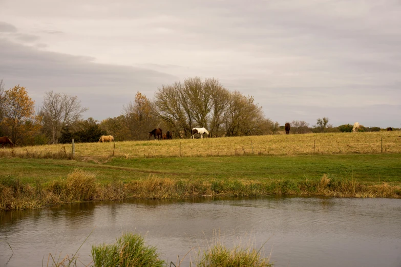 several horses graze on grass near a body of water