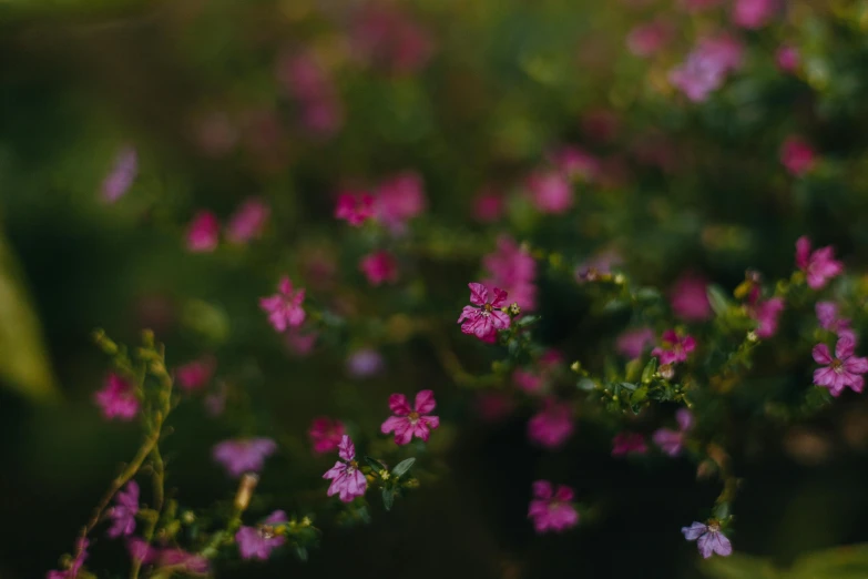 tiny purple flowers grow in the wild
