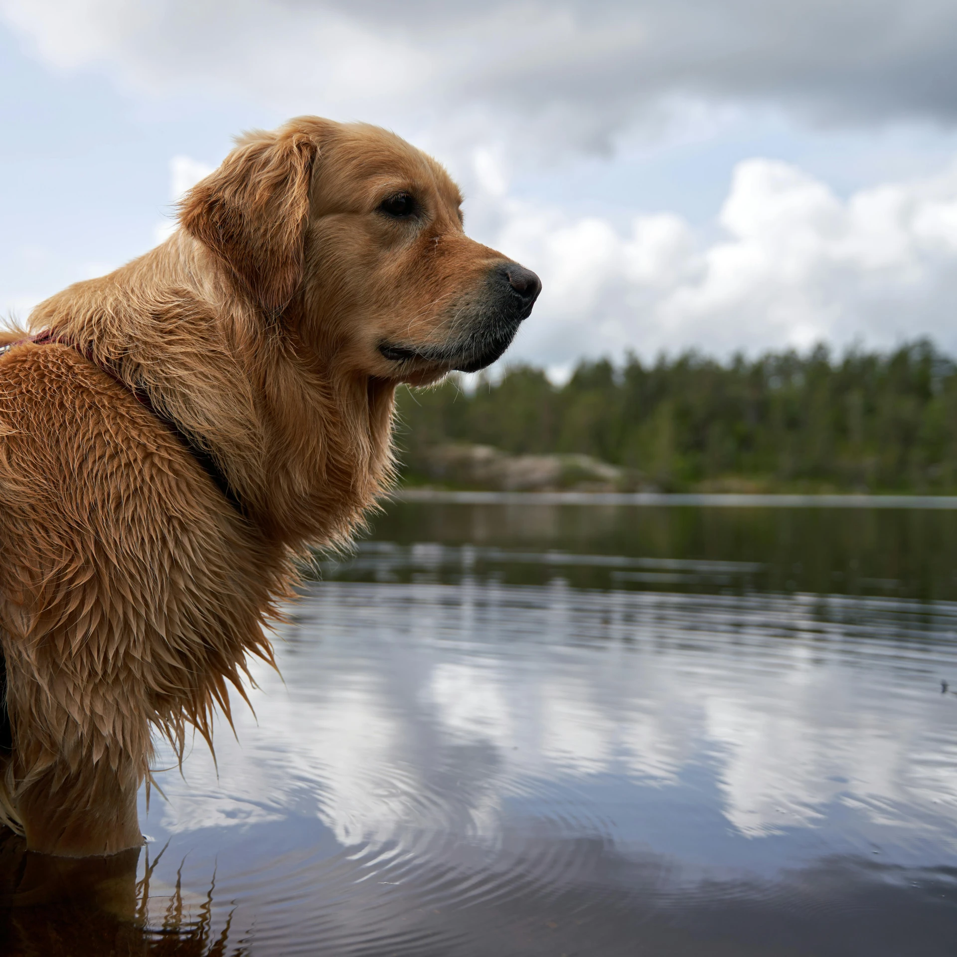 a wet golden retriever in the water on a cloudy day