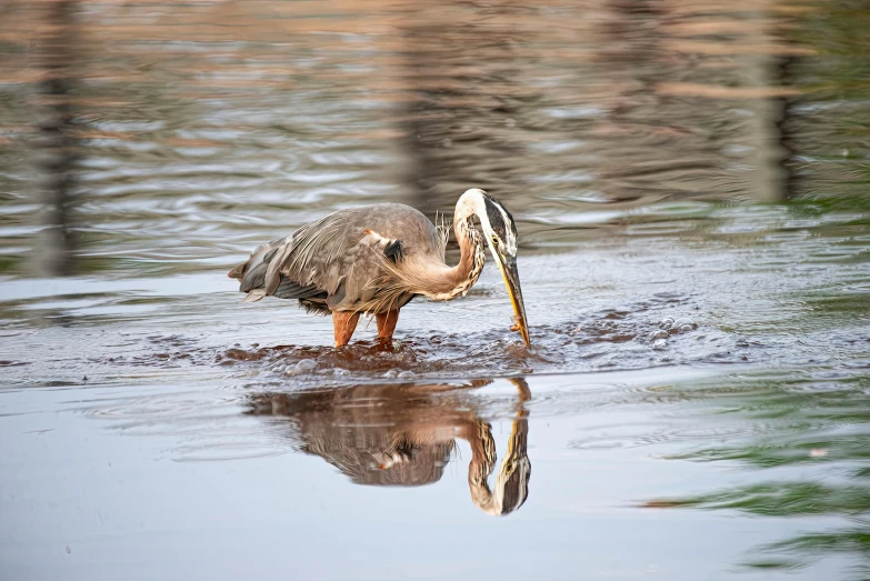 an image of a big bird standing on the river