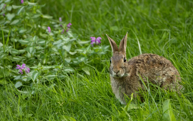 a small bunny walks through a field of grass