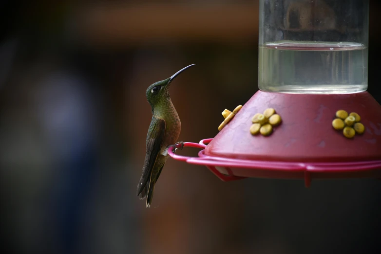 a hummingbird standing at a bird feeder