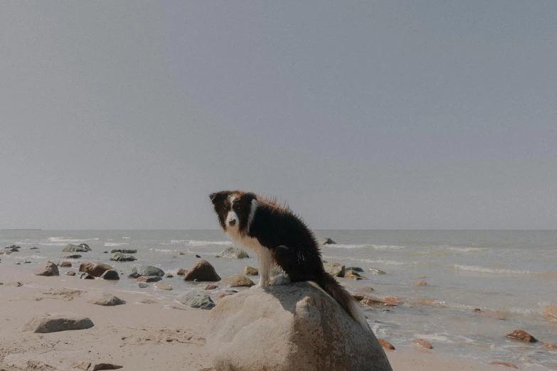 a dog sitting on top of a rock in the middle of a beach