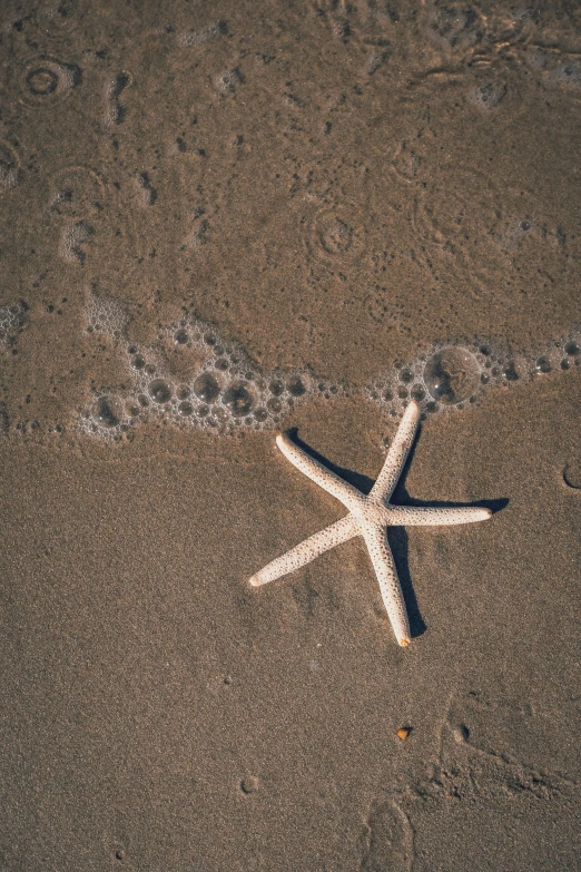 a starfish washed on sand and water, in the sand
