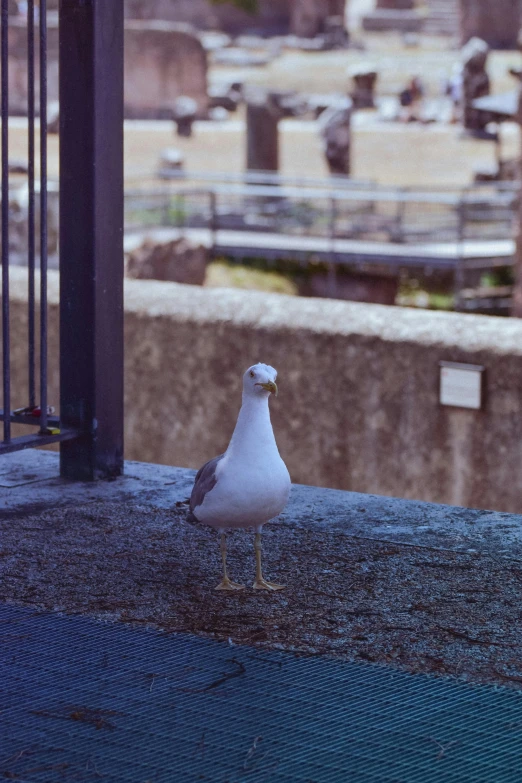 a seagull standing on the edge of a wall looking out onto an old cemetery