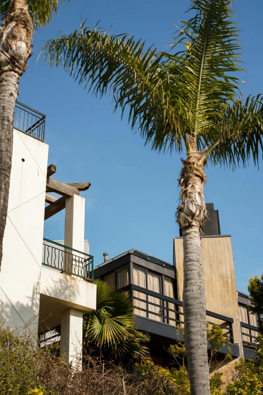 an apartment building with a clock tower is seen behind a palm tree