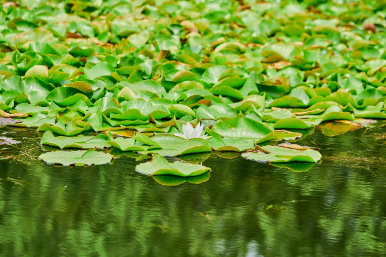 a group of flowers that are floating on water