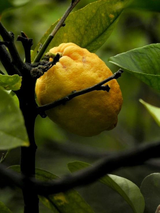 a yellow item sitting in the middle of a leafless tree