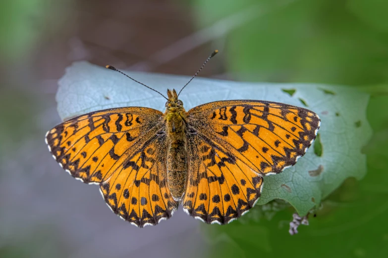 an orange erfly with black spots sitting on a green leaf