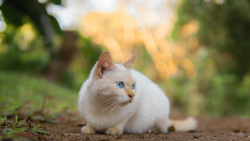 an odd looking cat sitting outside with lots of green grass