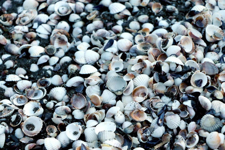 seashells clustered together in a field of seaweed