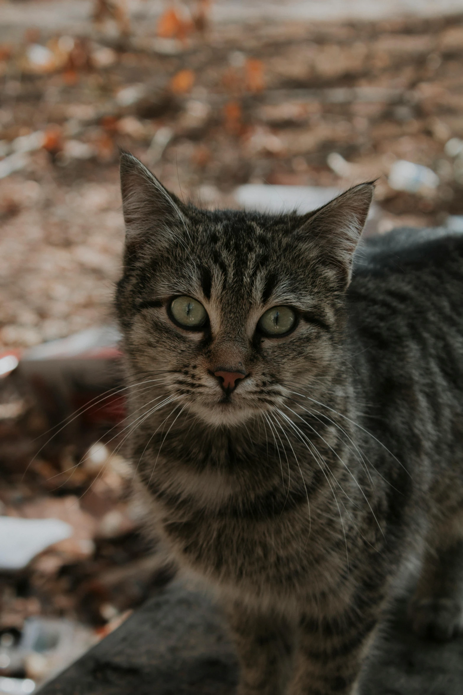 a grey striped cat staring into the camera