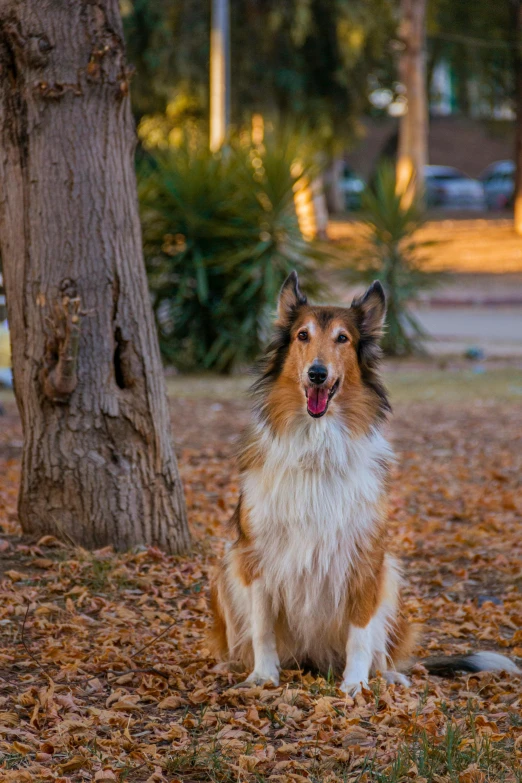 a dog sitting next to a tree on top of fallen leaves