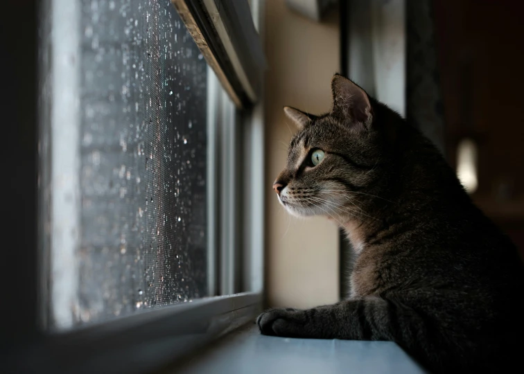 a brown cat sitting in front of a window on a window sill
