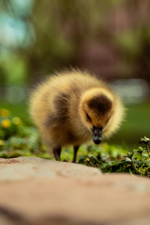 a duckling looking down with its mouth open