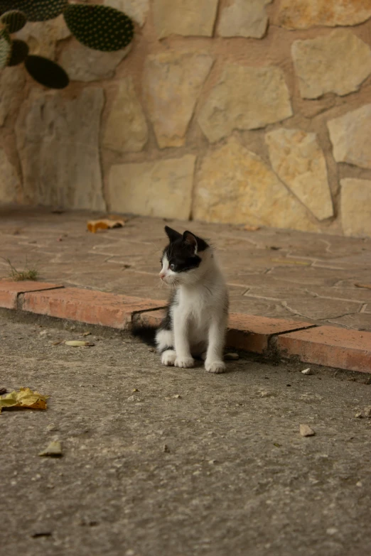 a cat is sitting near the wall and looking around