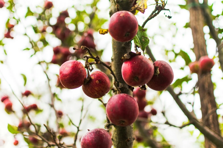 an apple tree has several fruits on it