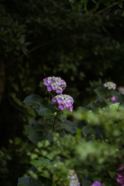 a bunch of flowers that are growing in some grass