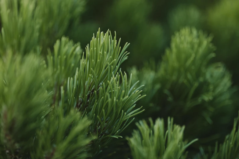 close up image of a pine tree nch