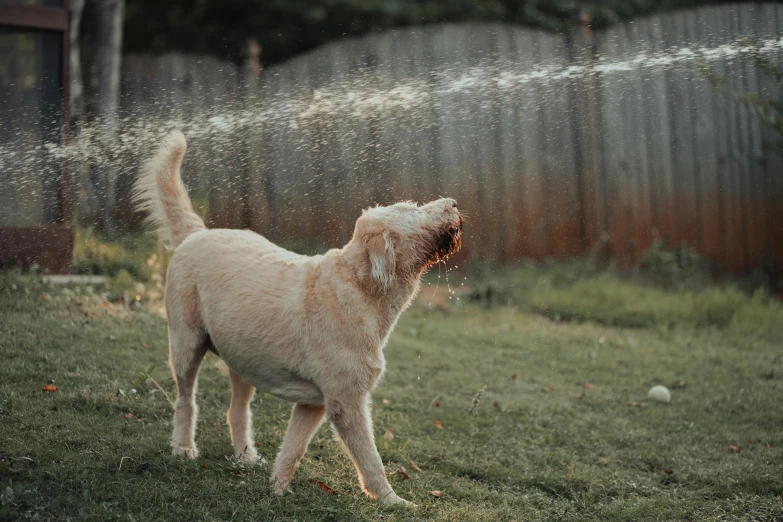 a dog playing in a back yard sprinkles water