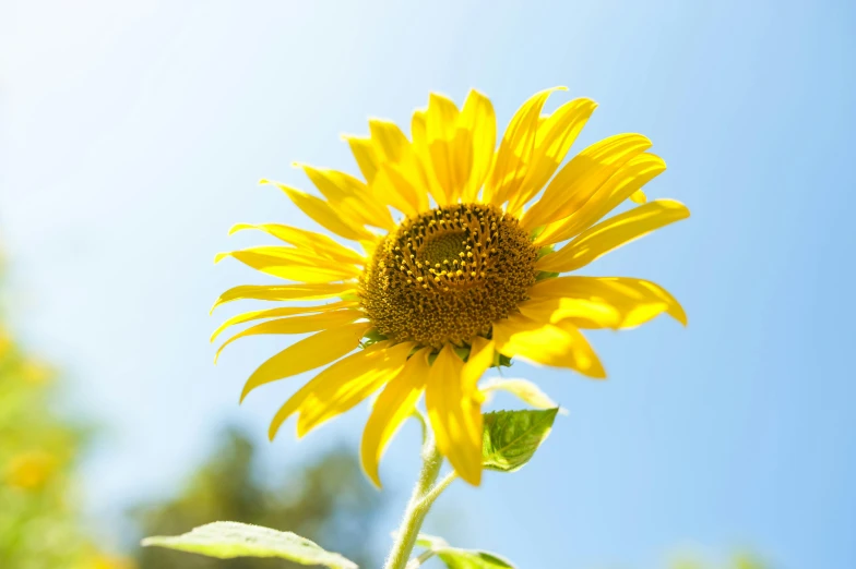 a very pretty sunflower with a clear blue sky